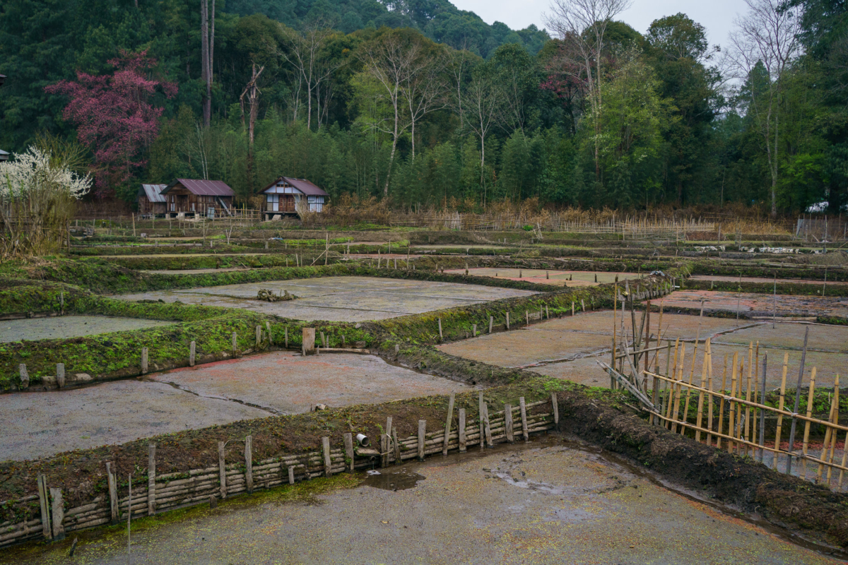 Apatani Tribe, Ziro, India 21 Apatani Tribe, Ziro, India 21