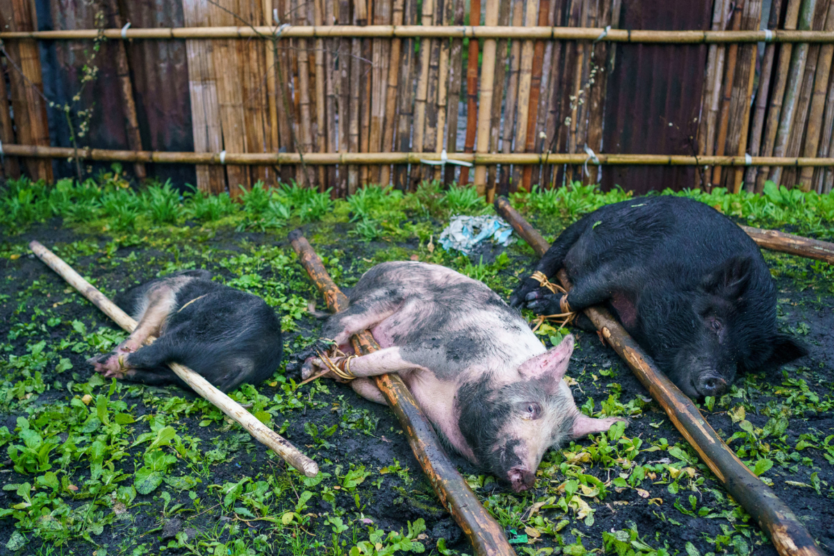 Apatani Tribe, Ziro, India 38 Apatani Tribe, Ziro, India 38