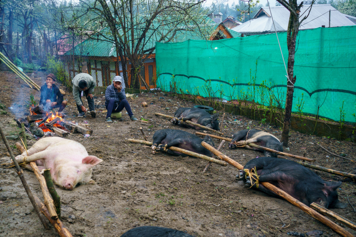 Apatani Tribe, Ziro, India 42 Apatani Tribe, Ziro, India 42