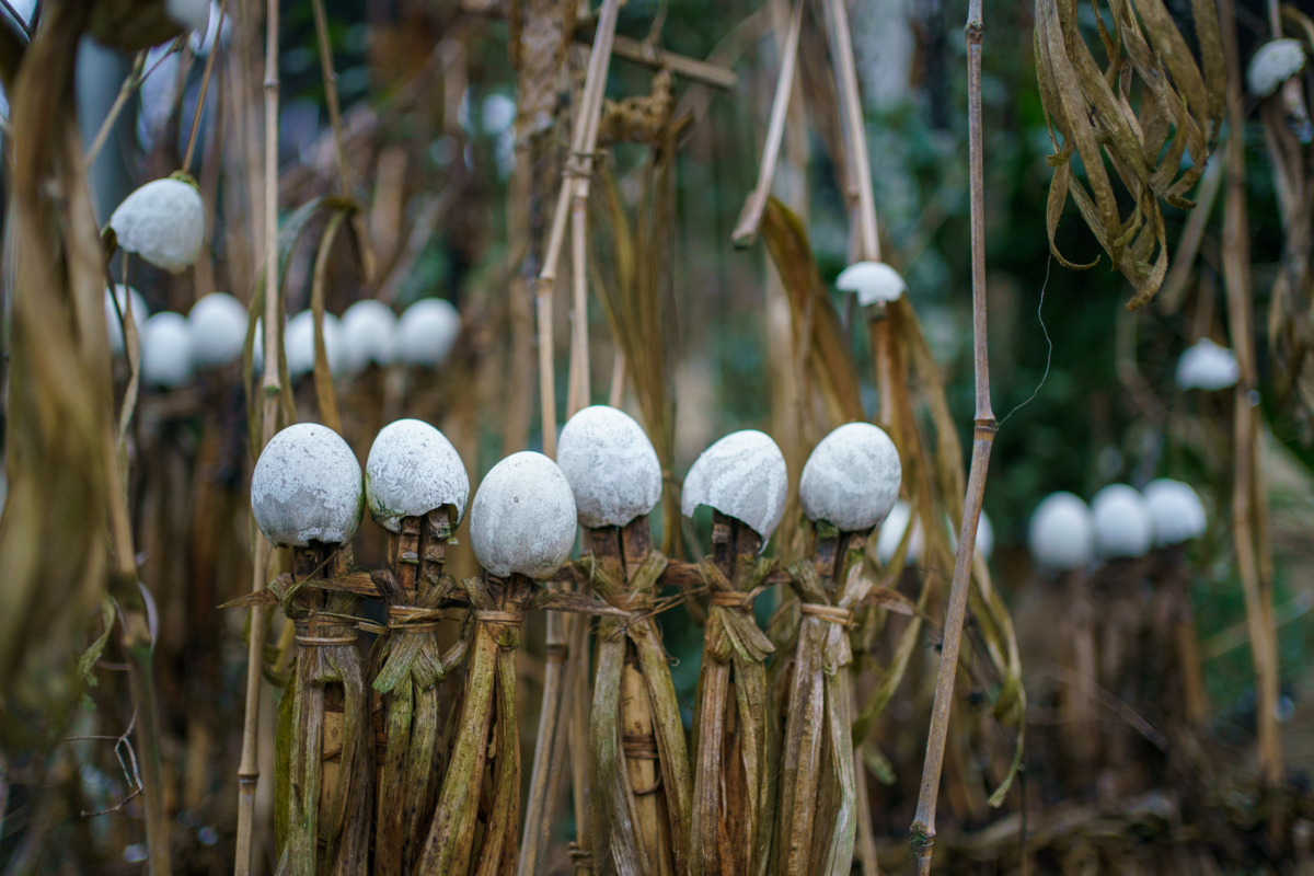 Apatani Tribe, Ziro, India 45 Apatani Tribe, Ziro, India 45