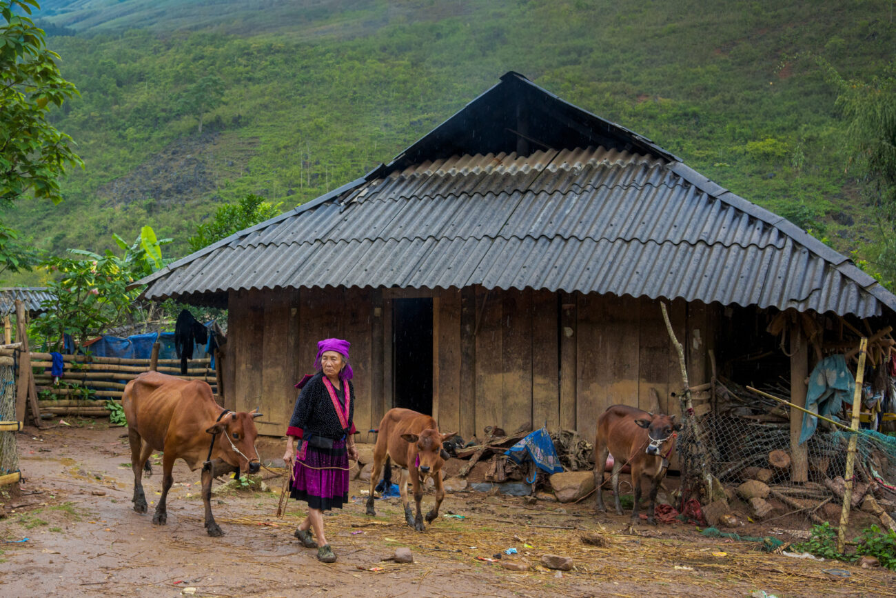 Northern Vietnam Photography: A Photographer’s Journey Beyond the Tourist Trail 5 An elderly woman in traditional dress walks with cattle past a wooden house in a remote village in northern Vietnam.