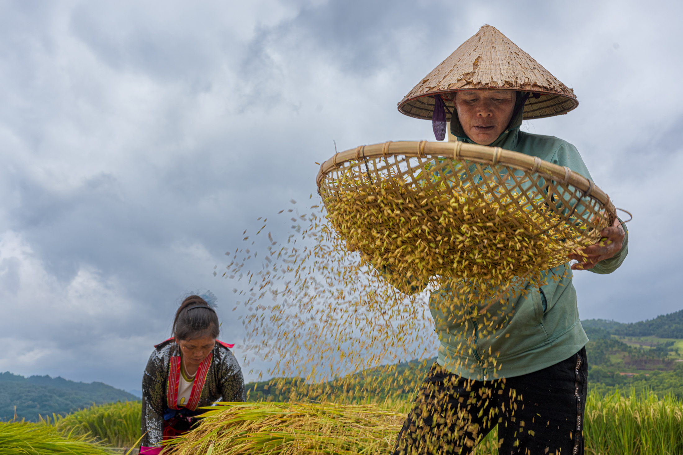 Northern Vietnam Photography: A Photographer’s Journey Beyond the Tourist Trail 20 A woman uses a woven basket to separate rice grain from chaff during the harvest while another worker gathers rice behind her in northern Vietnam.
