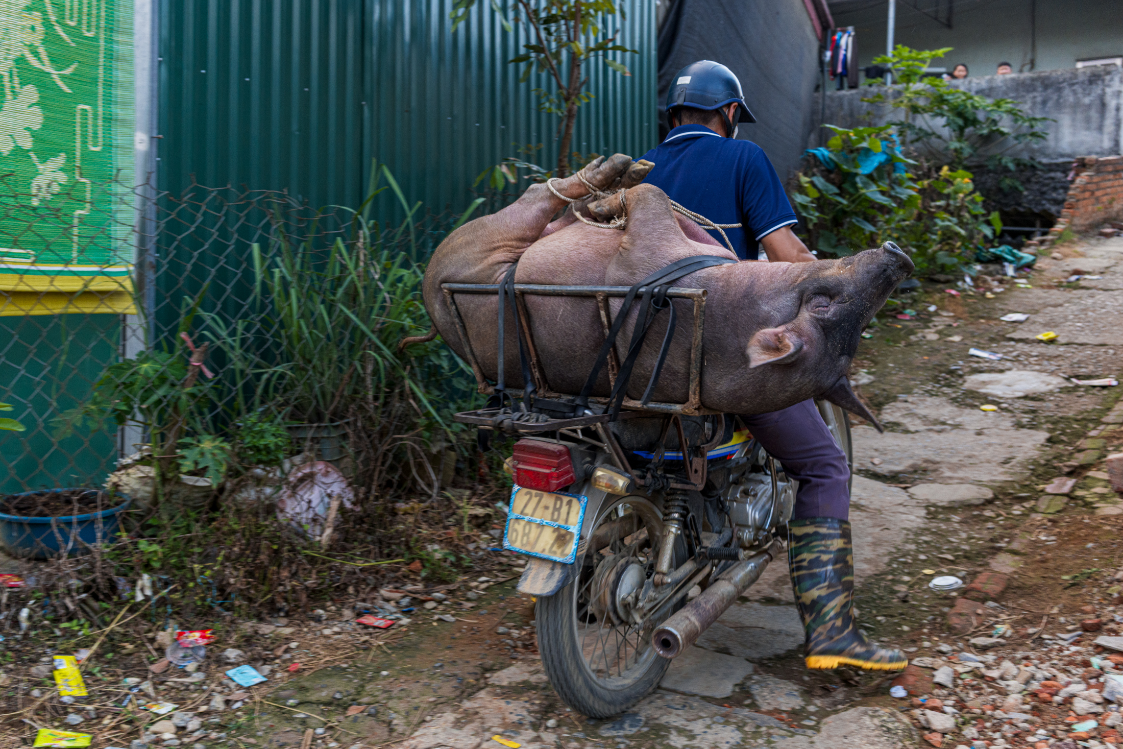 Northern Vietnam Photography: A Photographer’s Journey Beyond the Tourist Trail 14 A farmer transports a pig by motorcycle along a rural road in northern Vietnam.